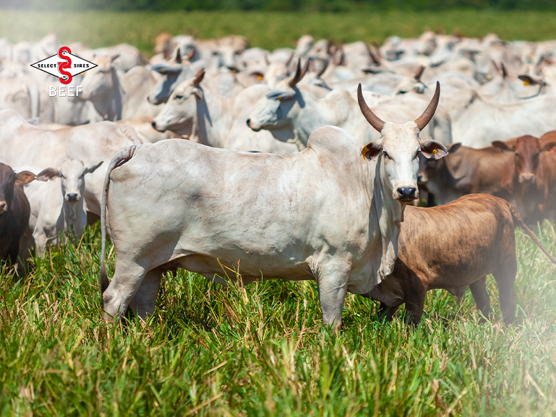 Como obter uma cria mais eficiente em sua fazenda?