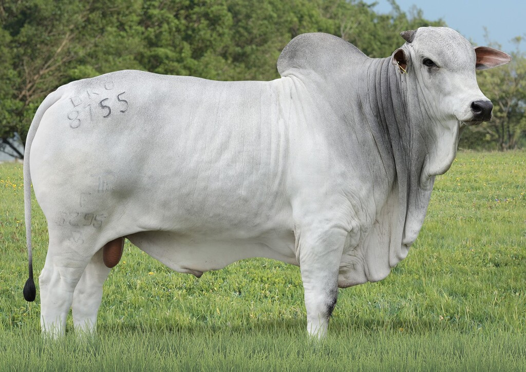ALABAMA TUL