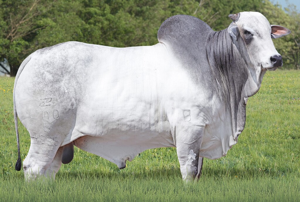 DOMINATOR FIV DA EAO