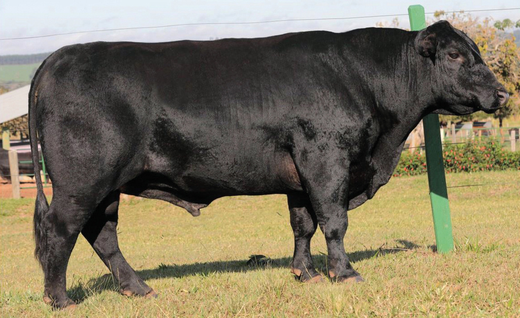 PWM Antony 2520 Confidence