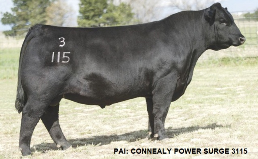 CONNEALY POWER STROKE
