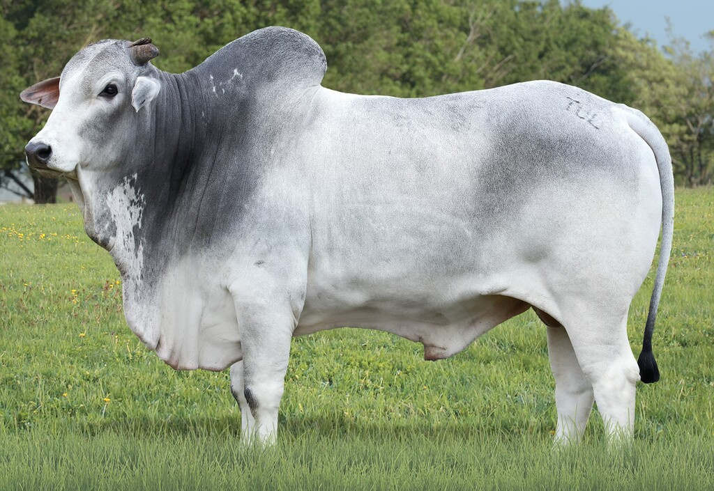ANIMAL TUL