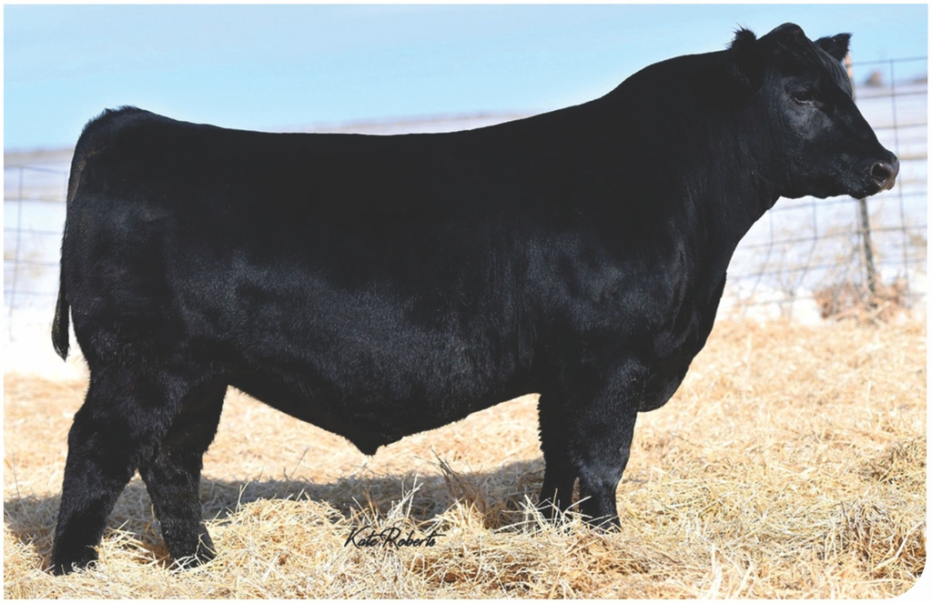Tehama Verified G166