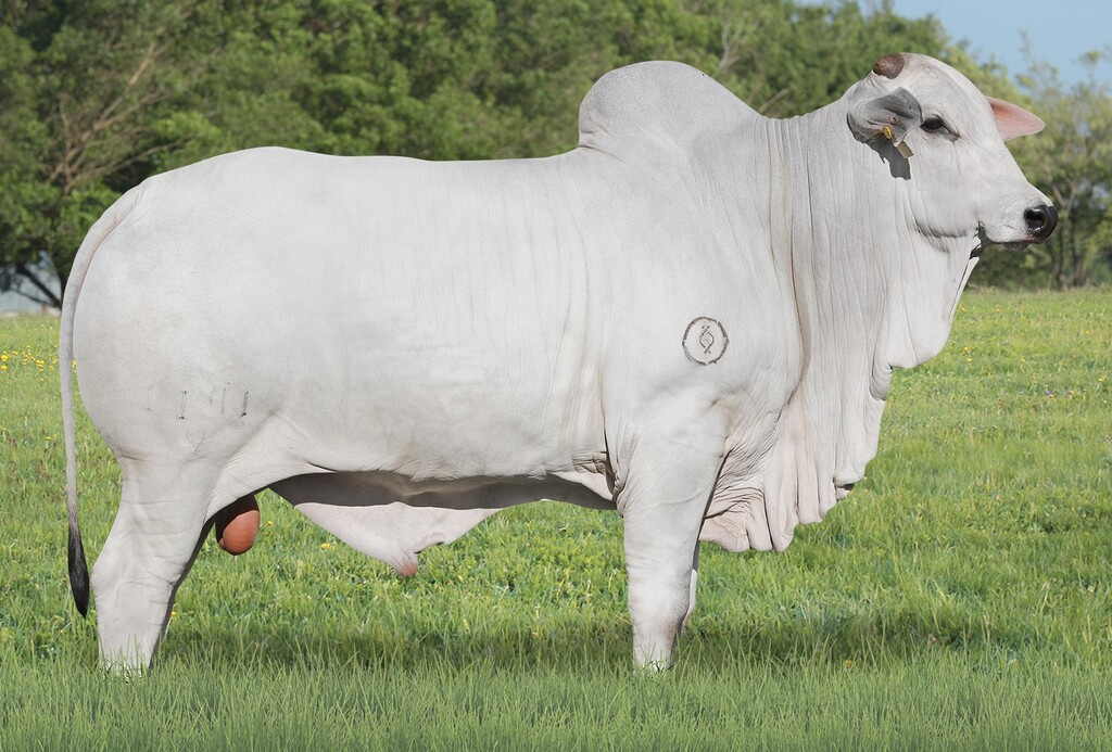 CIA DUKE OL