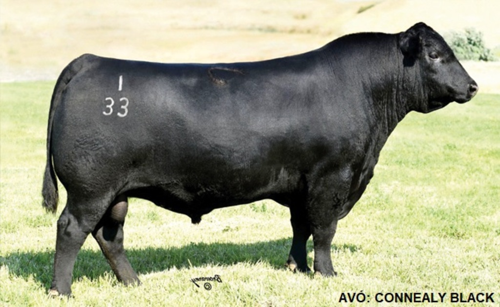 Yon Jackpot G1274