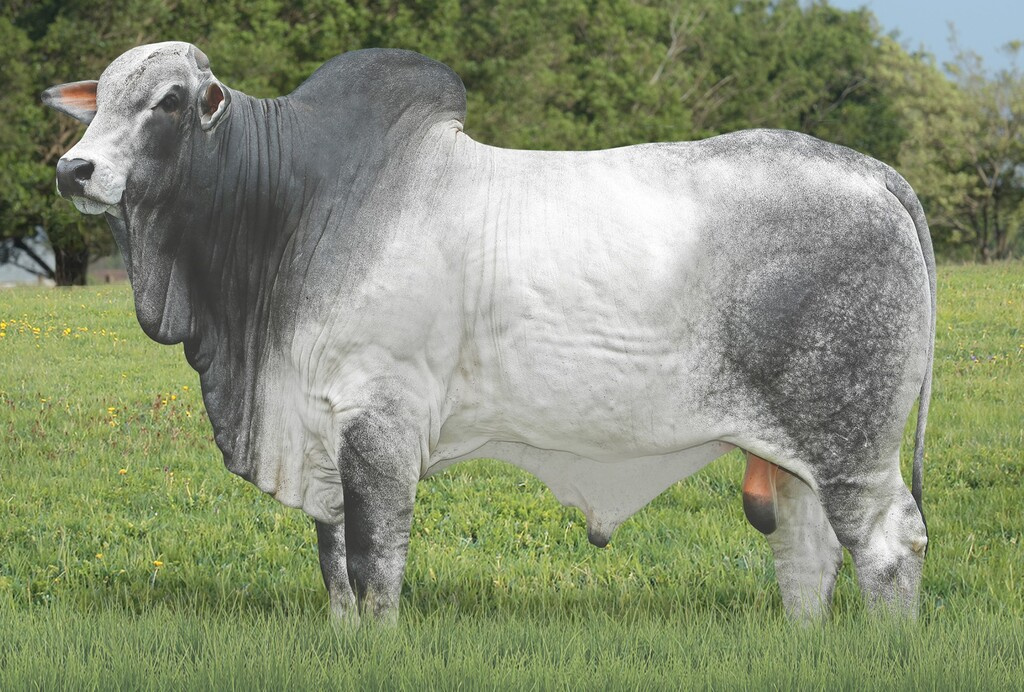 CONDOR MAT.
