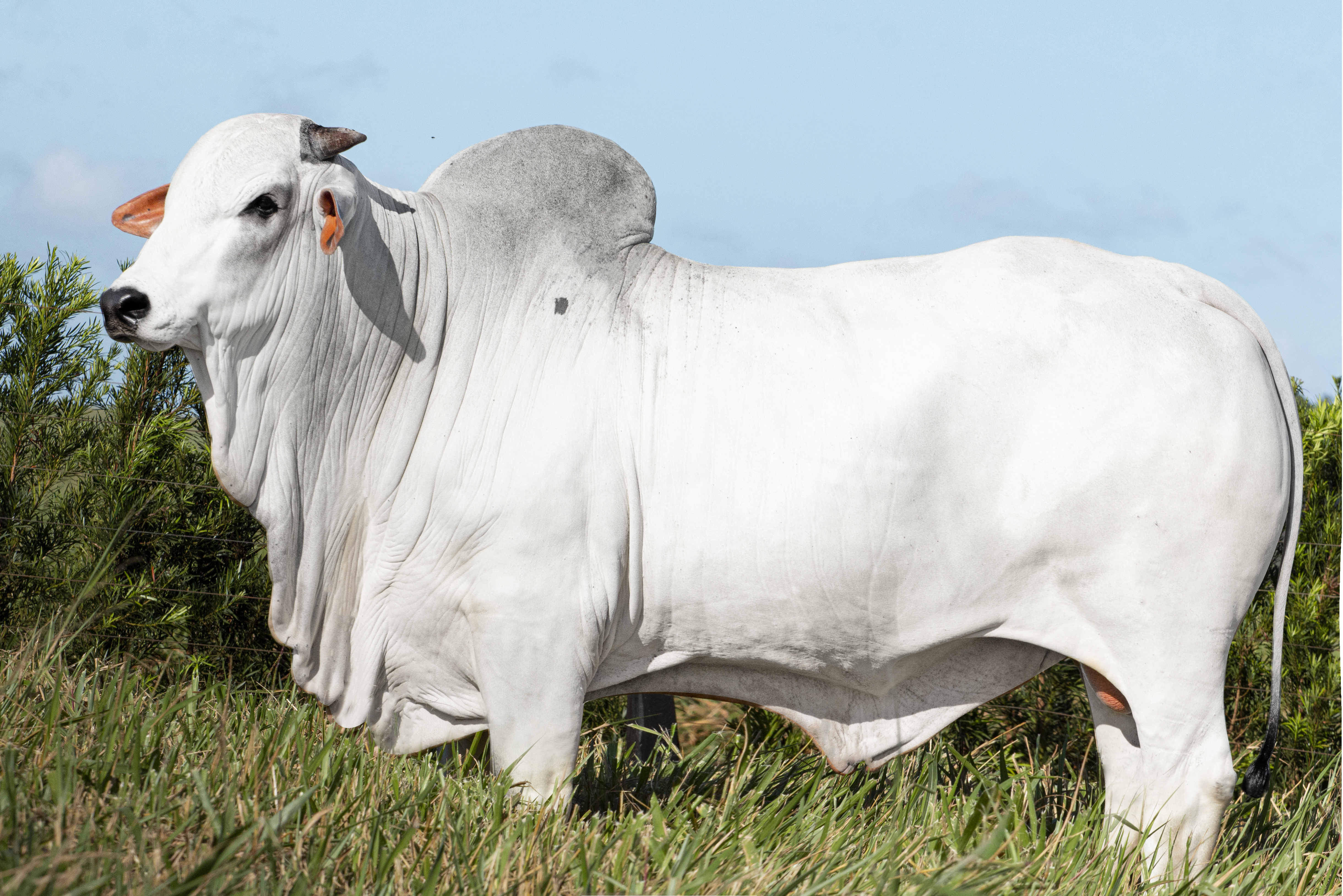 BAVARO FIV JMP	