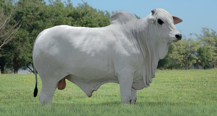 AGRO JBJ