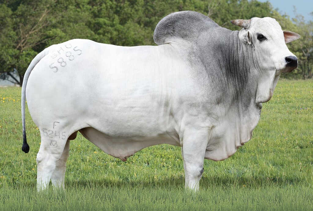 PANCADÃO TUL