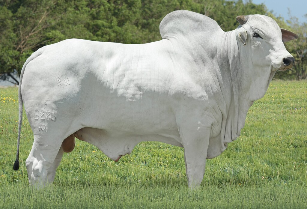 QLT TORQUE DA AGROPONTIERI