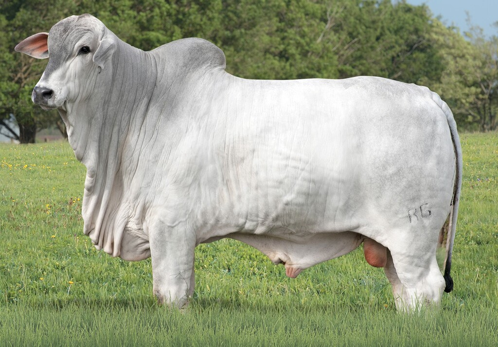 ORIUNDO FIV RG