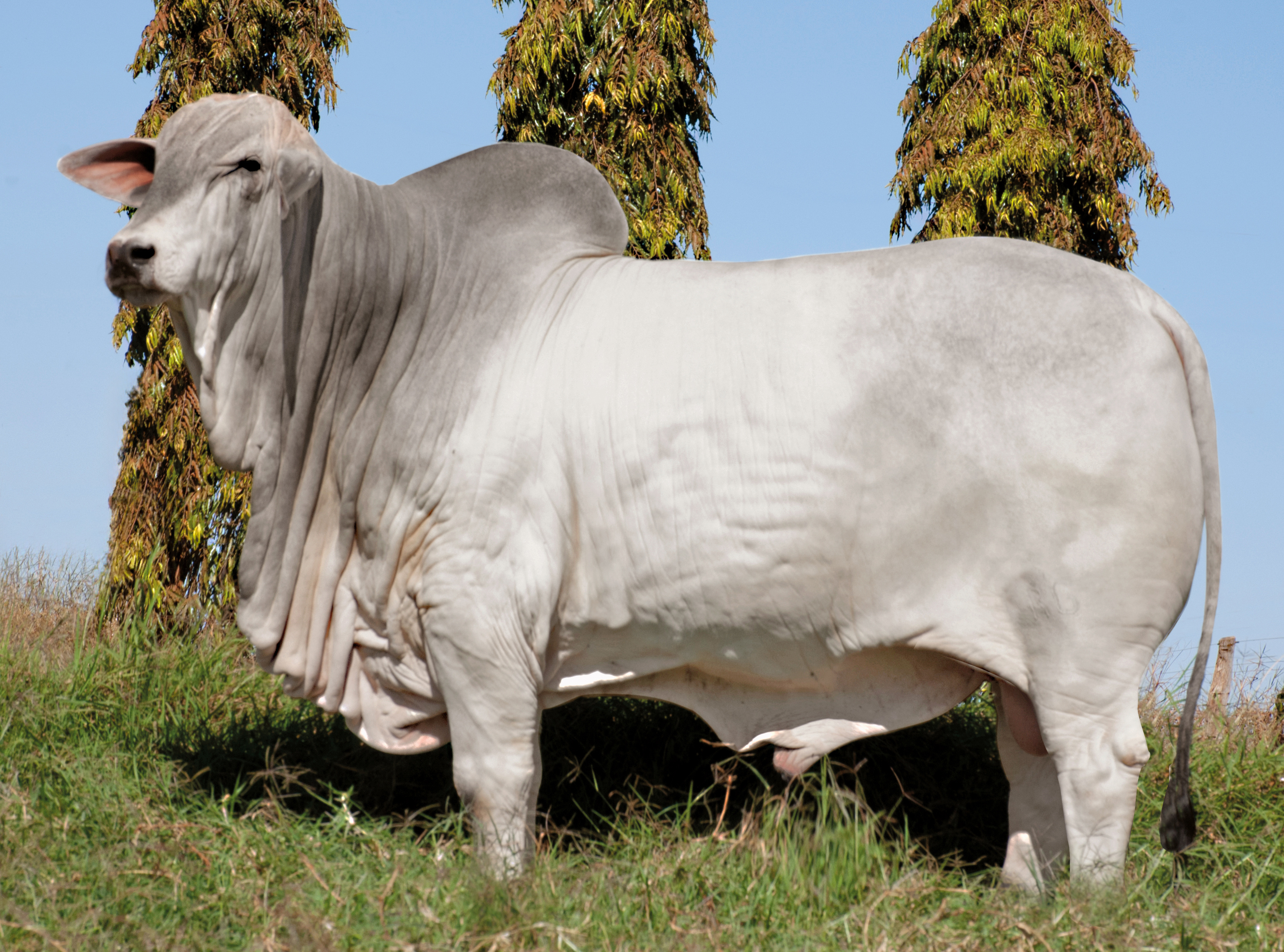 PAULADA FIV RG