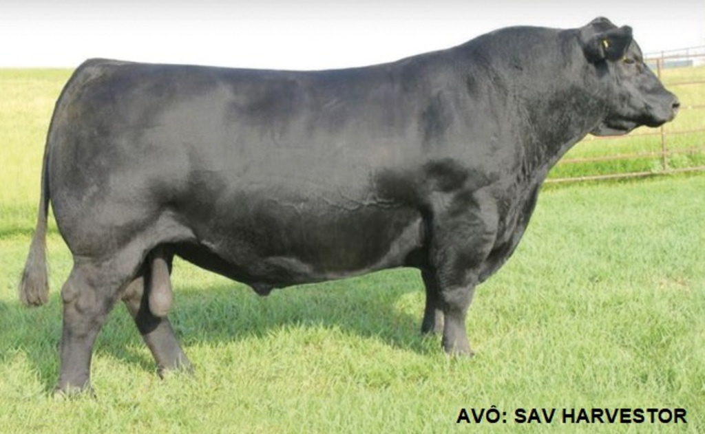 RECONQUISTA TE 3101 ZELOSO HORNERO