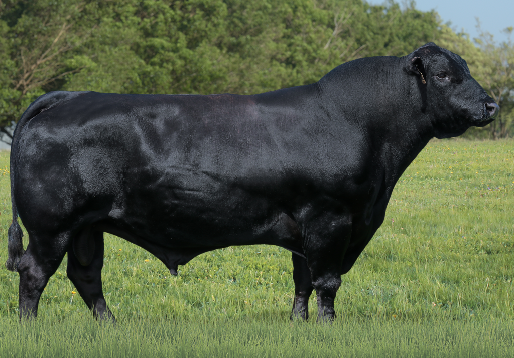 KW Buster 7663