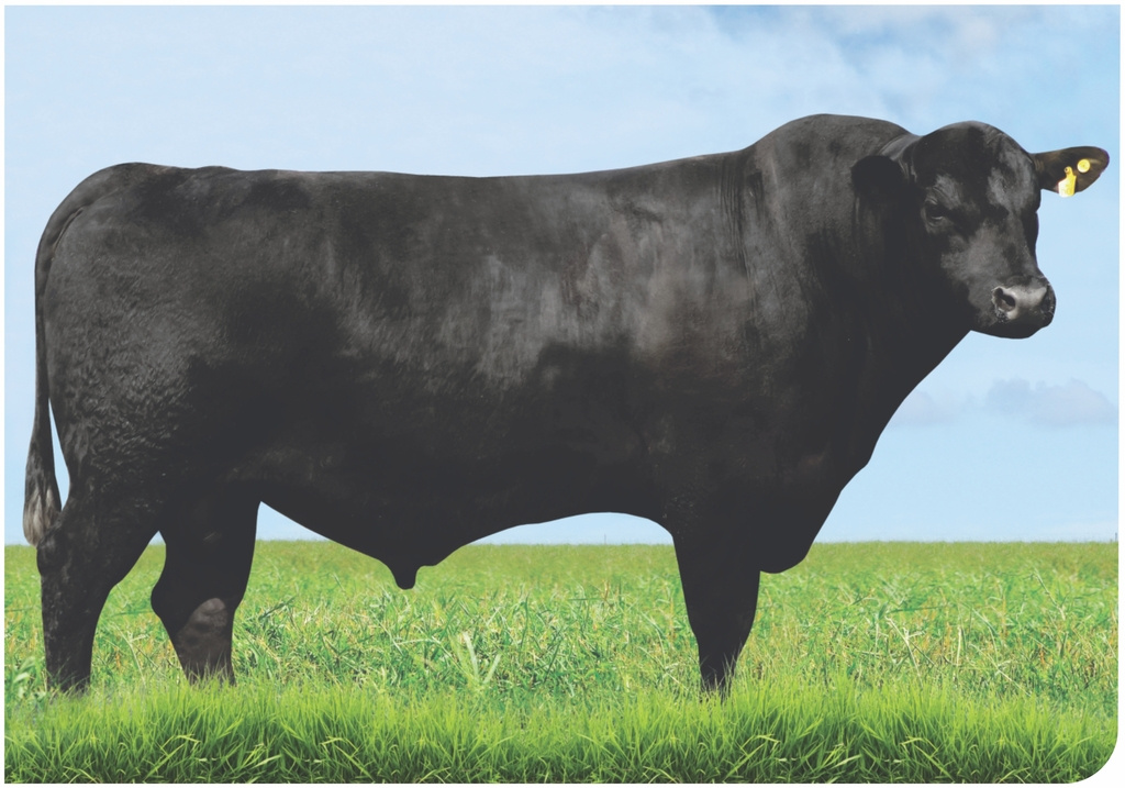 BLACK OPAL TEI 906 (DRY AGED)