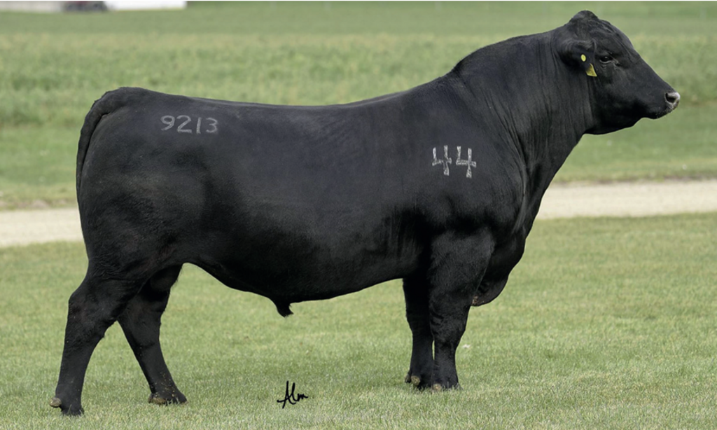 44 AMARILLO 9213