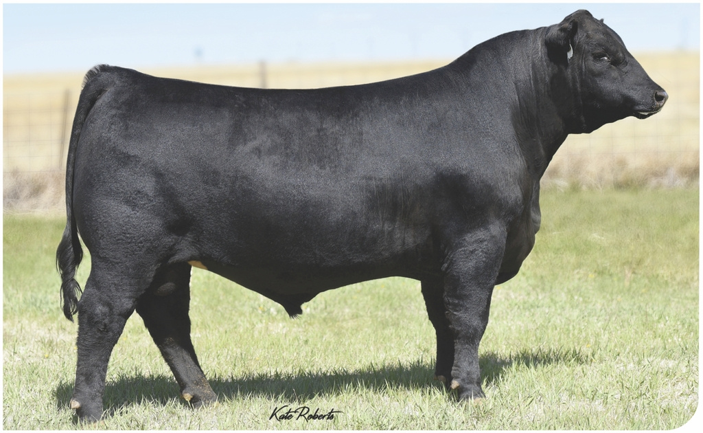 Worthington ALL PROFIT 576