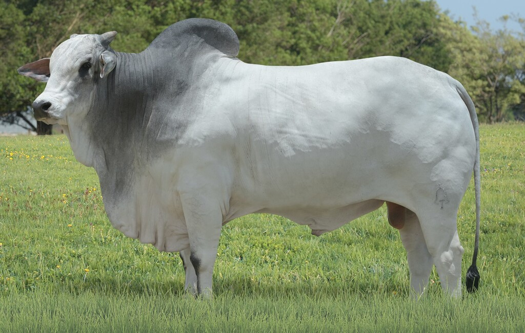 ELDORADO SINO