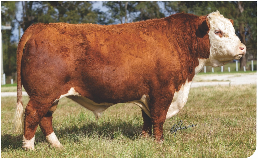 SÃO FERNANDO OLVIDO 8615 (OBELIX)
