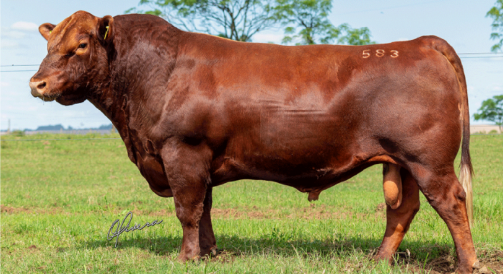 DOM FLOR TE583 KING RED