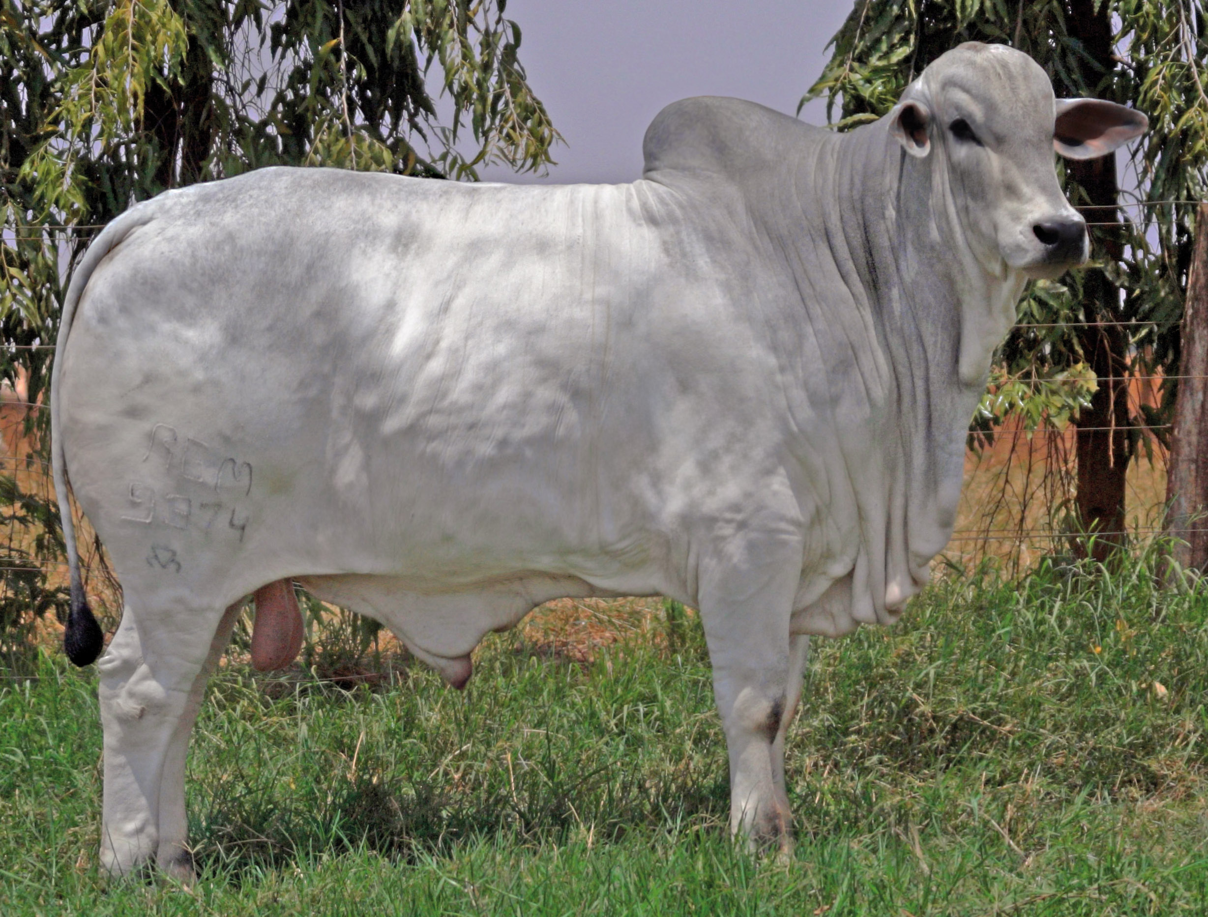PEDRADA FIV RG