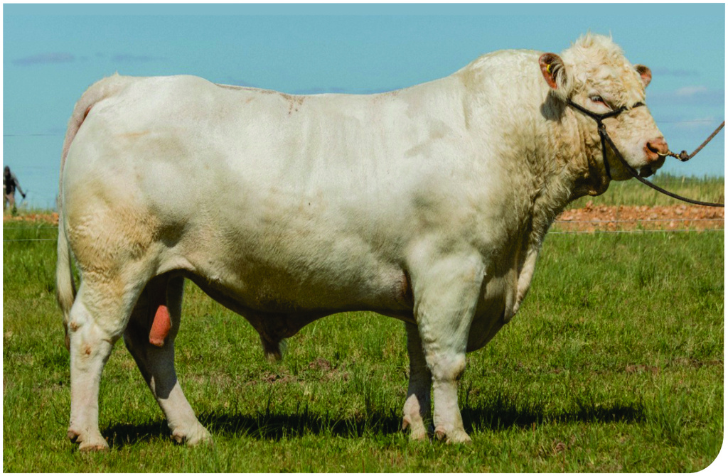 MAJESTIC - TARUMÃ JHBD 1445 BR
