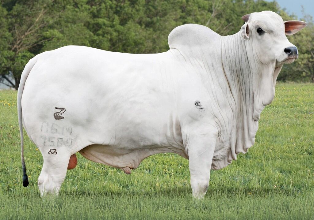 OLIGARCA FIV RG