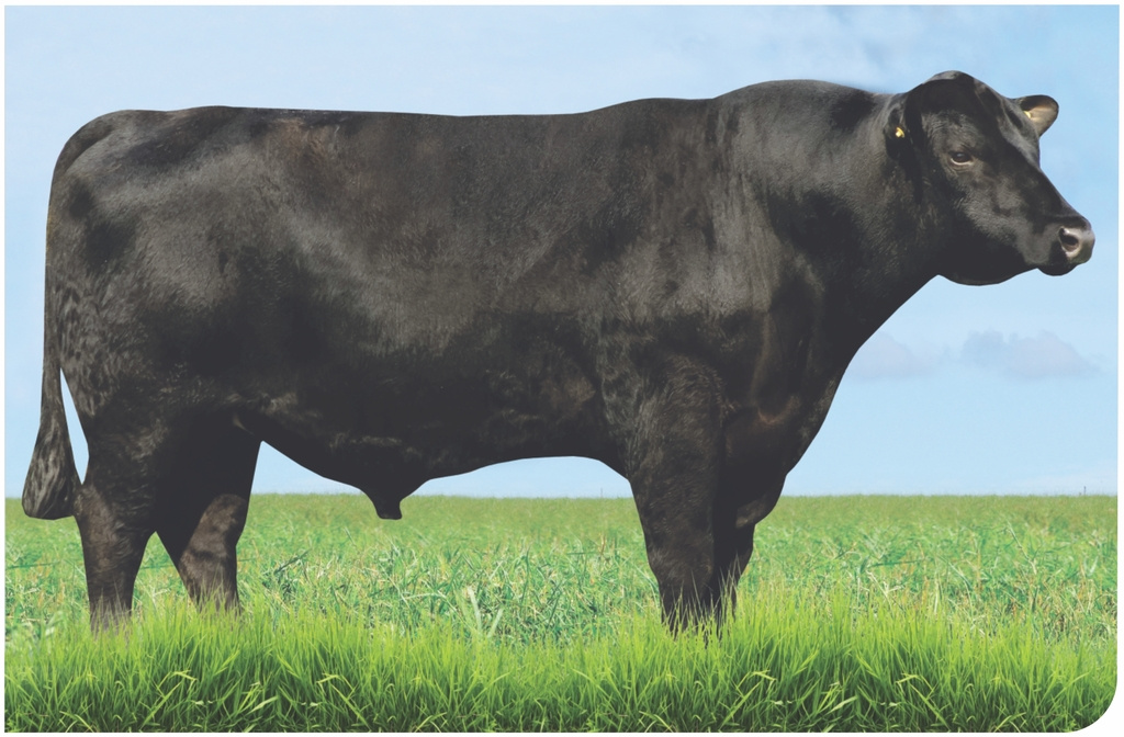 BLACK OPAL TEI 928 (T-BONE)