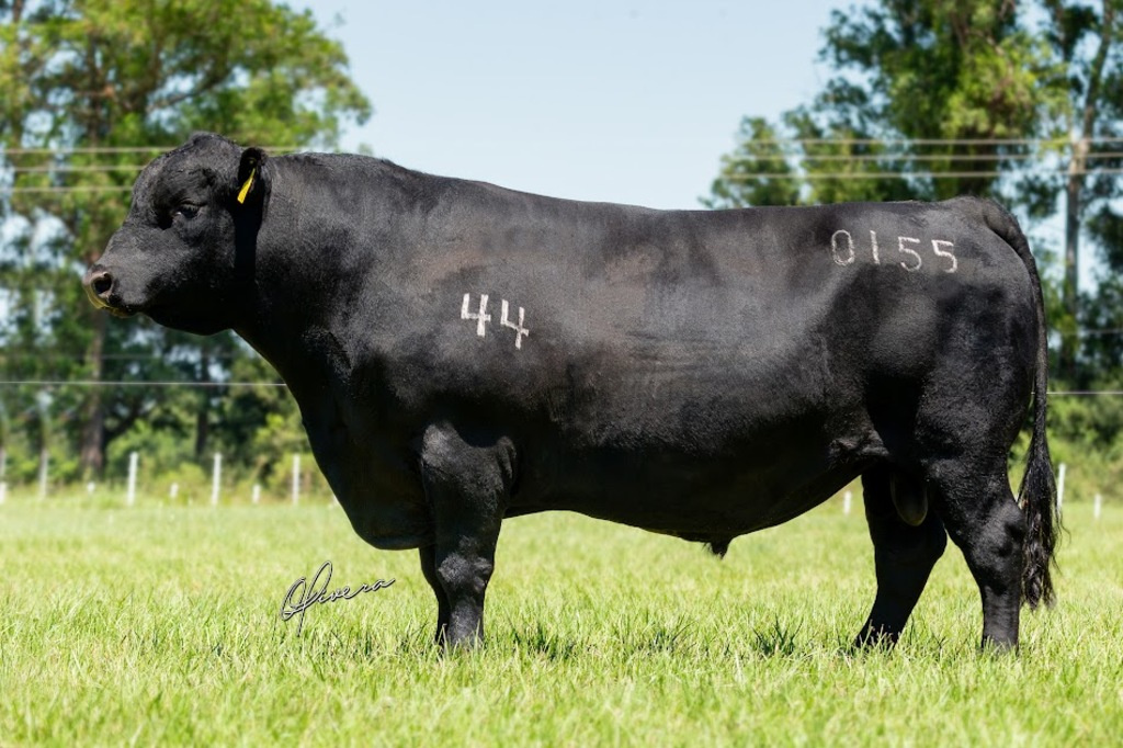 44 POWERBALL 0155