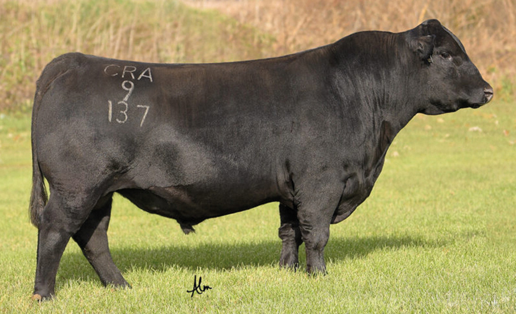 CRAWFORD GUARANTEE 9137