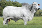 GENERAL FIV DA EAO