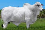 ULTIMATO FIV TERRA BRAVA