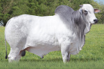 DOMINATOR FIV DA EAO