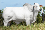 BRASÃO FIV JMP	