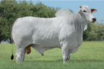ESPLENDOR FIV EAO