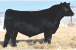 Tehama Verified G166