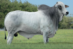 GAUCHO DA AGUA BOA