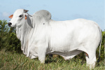 BAVARO FIV JMP	