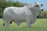 AGRO JBJ