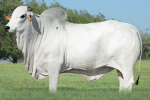BAVARO FIV JMP	