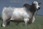 A4727 FIV GUADALUPE