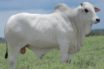 AGRO JBJ
