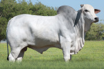 IMPERADOR FIV GUADALUPE
