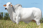 BALOTE FIV JMP	