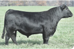 KB-Full Measure C40