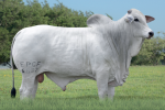 URANO FIV TERRA BRAVA