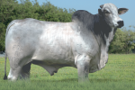 A4727 FIV GUADALUPE