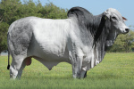 GROTÃO FIV DA EAO
